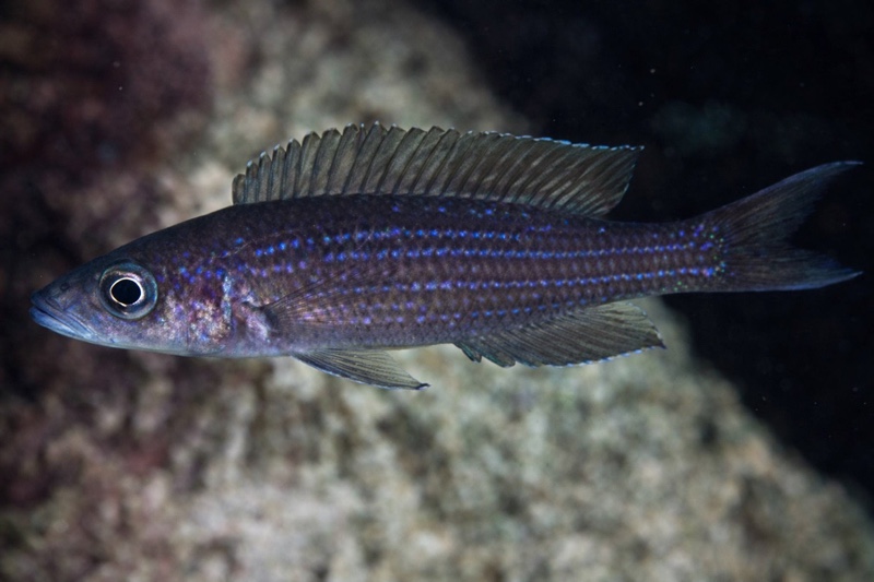 Paracyprichromis brieni 'Luagala Point'